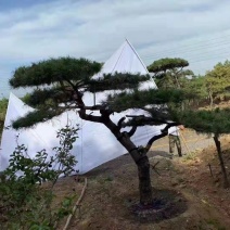造型黑松造型油松泰安市泰山区基地发货一颗发货精品培育