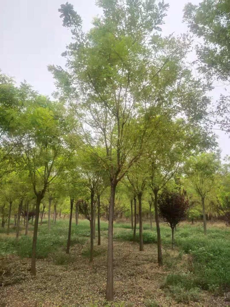 国槐，金枝槐泰安市泰山区大型基地种植基地发货一手货