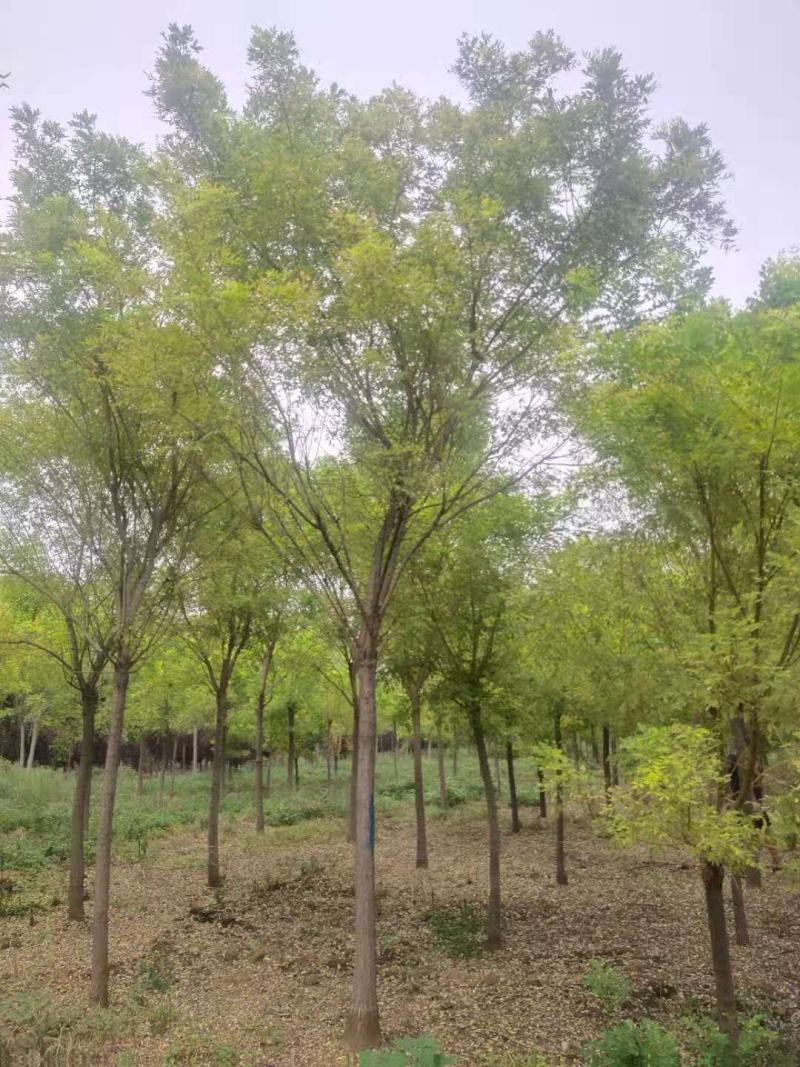 国槐，金枝槐泰安市泰山区大型基地种植基地发货一手货