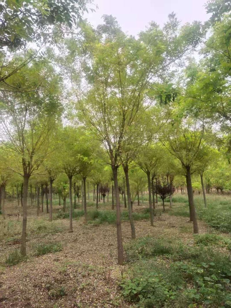国槐，金枝槐泰安市泰山区大型基地种植基地发货一手货