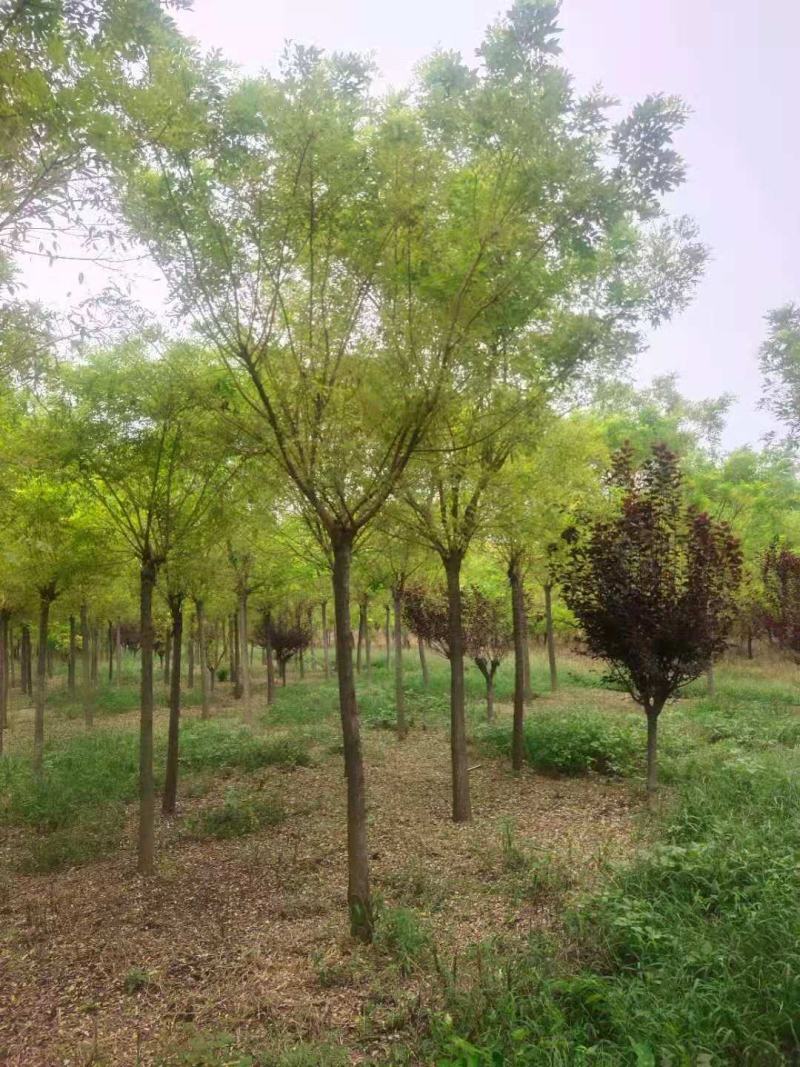 国槐，金枝槐泰安市泰山区大型基地种植基地发货一手货
