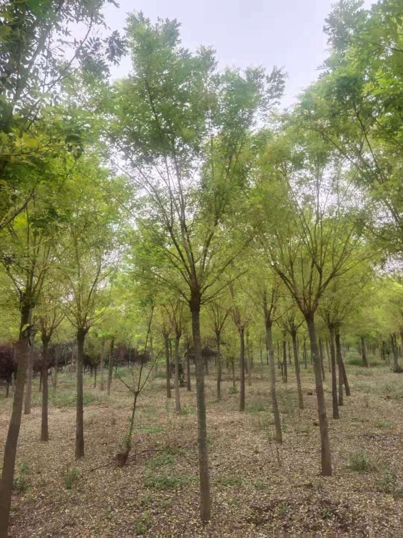 国槐，金枝槐泰安市泰山区大型基地种植基地发货一手货