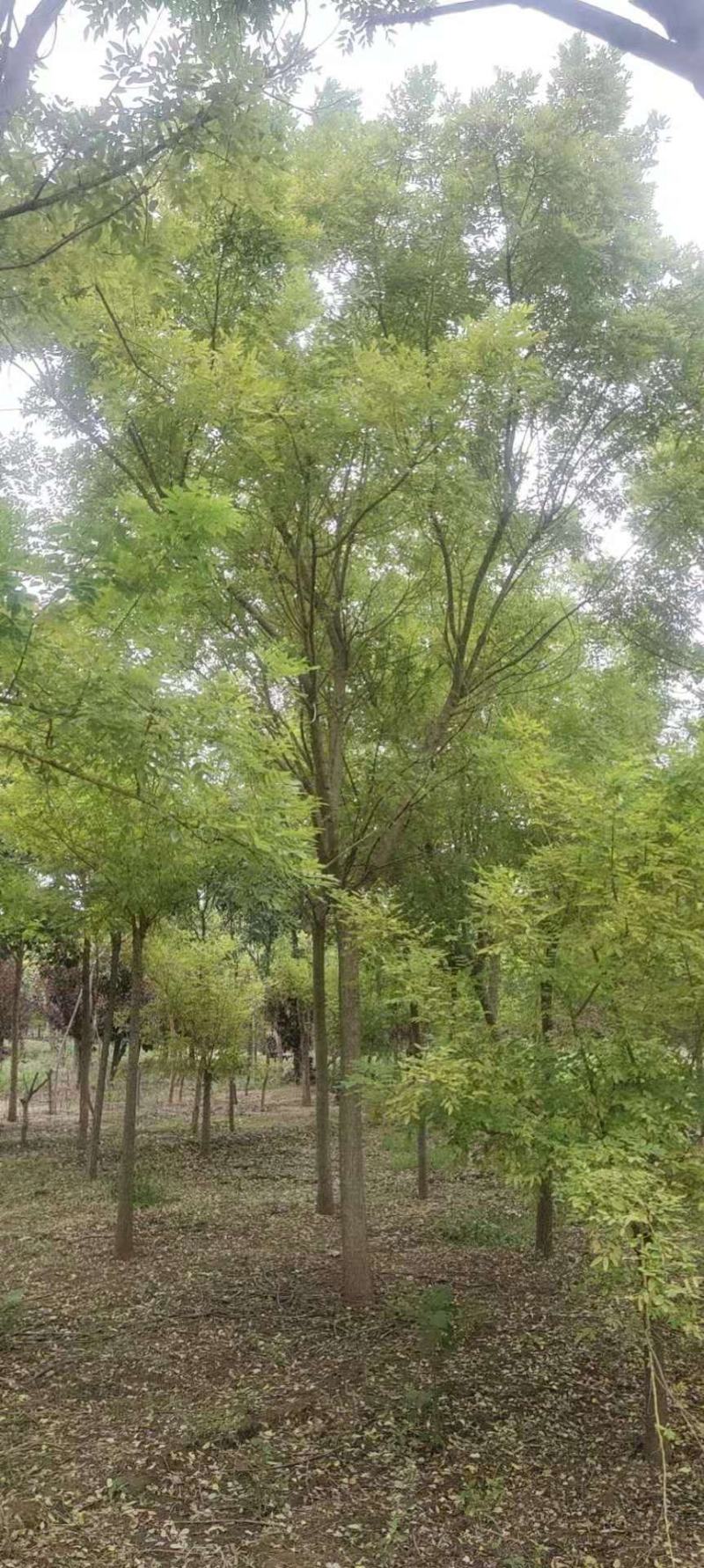 国槐，金枝槐泰安市泰山区大型基地种植基地发货一手货