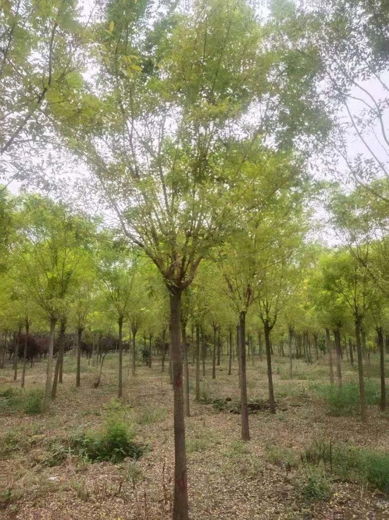 国槐，金枝槐泰安市泰山区大型基地种植基地发货一手货