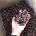 云南特产金边玫全干玫瑰花茶玫瑰花茶金边玫瑰