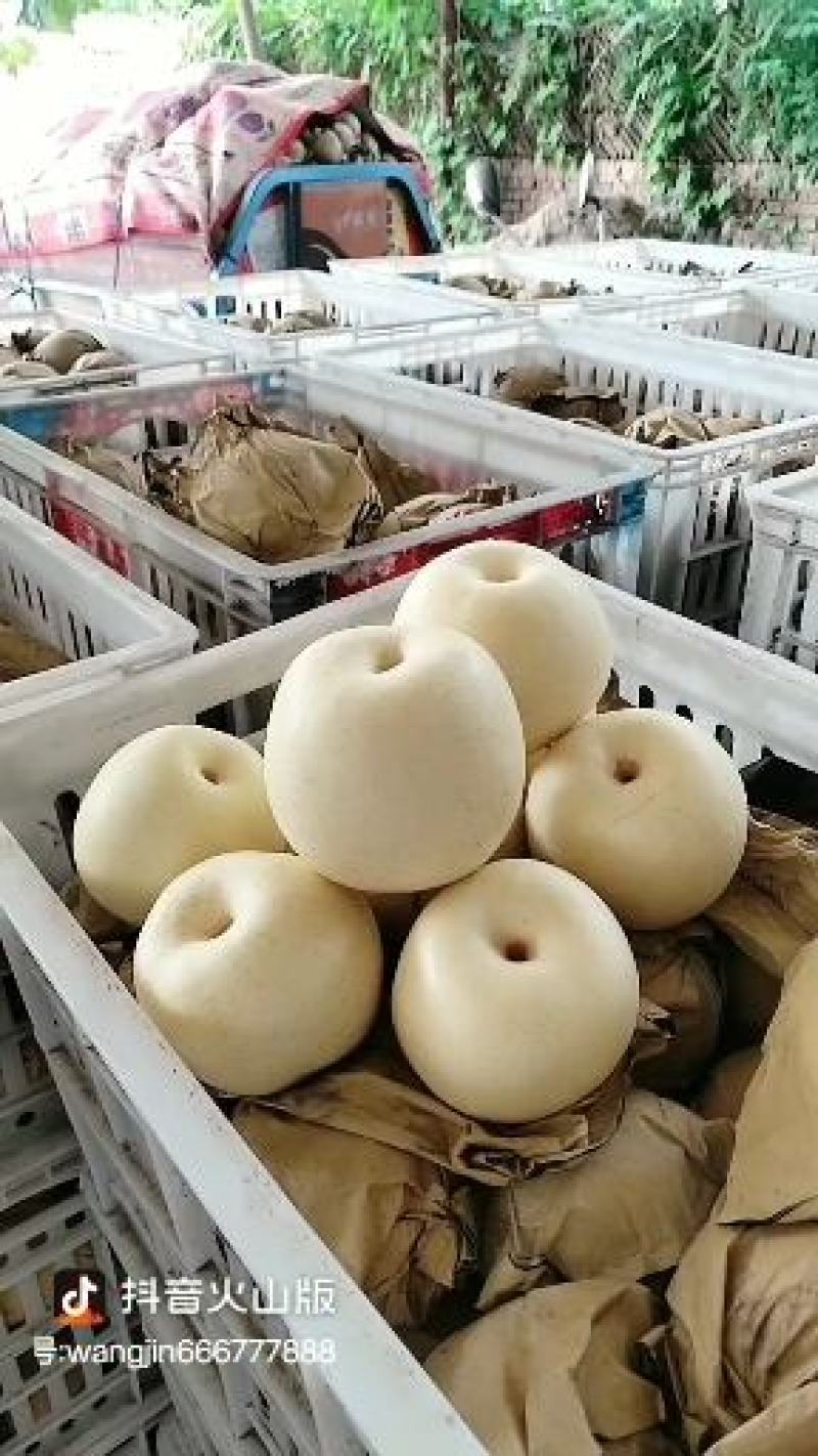 皇冠秋月元黄晚秋梨金磊果品站大量供货纸袋250~350g