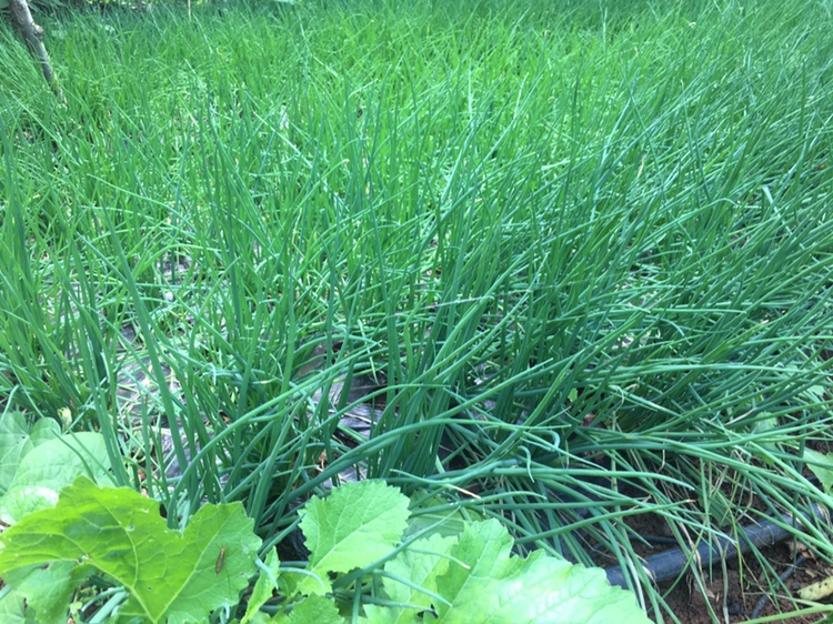 小葱与香葱对比图