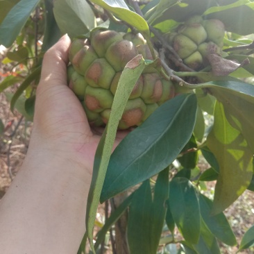 原生态布福娜黑老虎果销售