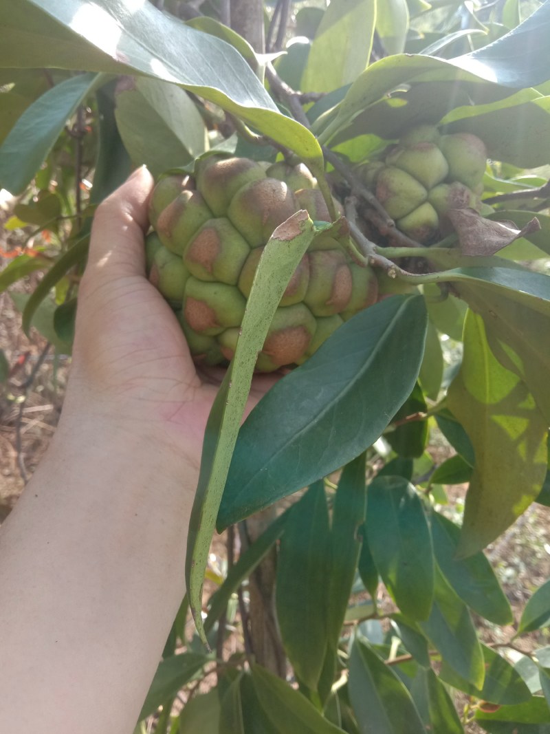 原生态布福娜黑老虎果销售