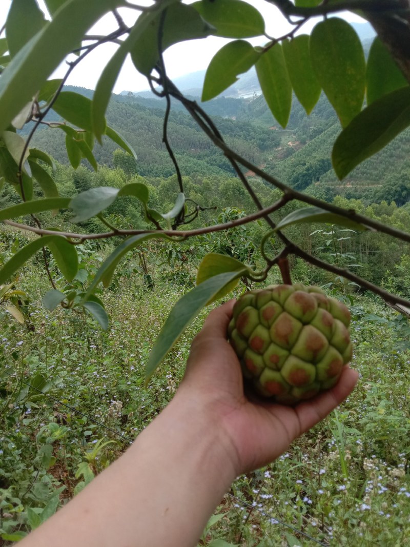 原生态布福娜黑老虎果销售