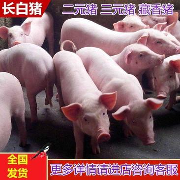 正宗健康三元猪长白土黑土白仔猪育品种猪苗欢迎咨询