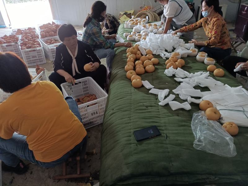 秋月梨.甜.爆汁.口感好.果面干净.视频恰谈.基地直供