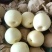 皇冠秋月元黄晚秋梨金磊果品站大量供货纸袋250~350g