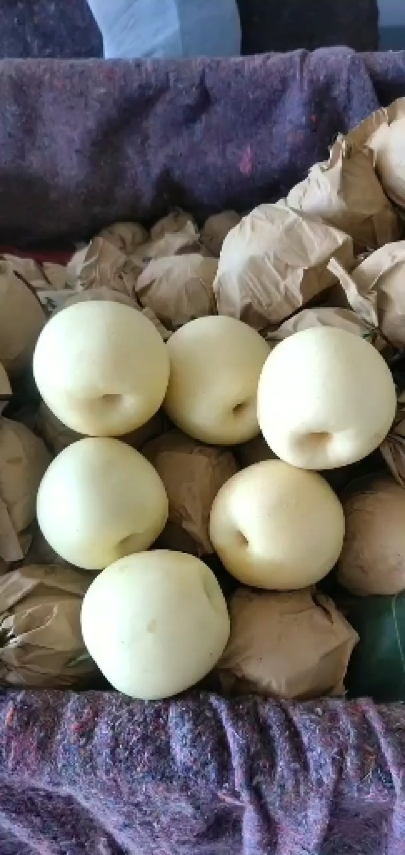 皇冠秋月元黄晚秋梨金磊果品站大量供货纸袋250~350g