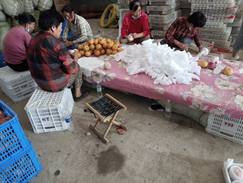 秋月梨.甜.爆汁.口感好.果面干净.视频恰谈.基地直供