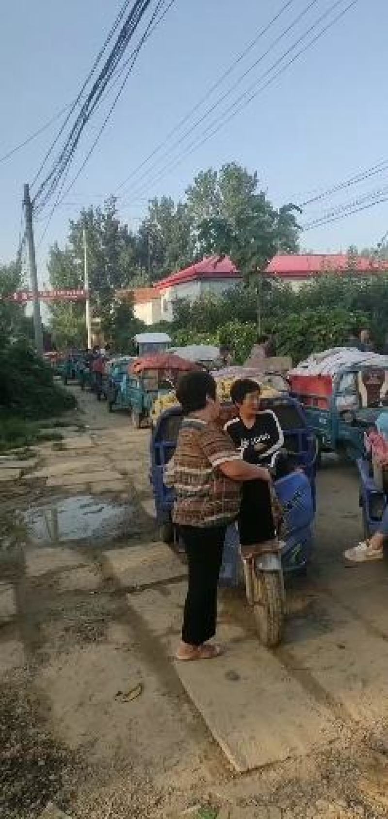 金磊果品站大量供应皇冠梨纸袋250~350g梨小二