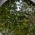出口级天然裙带菜500g海螺旋藻海白菜干货无沙免洗海鲜干