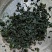 出口级天然裙带菜500g海螺旋藻海白菜干货无沙免洗海鲜干