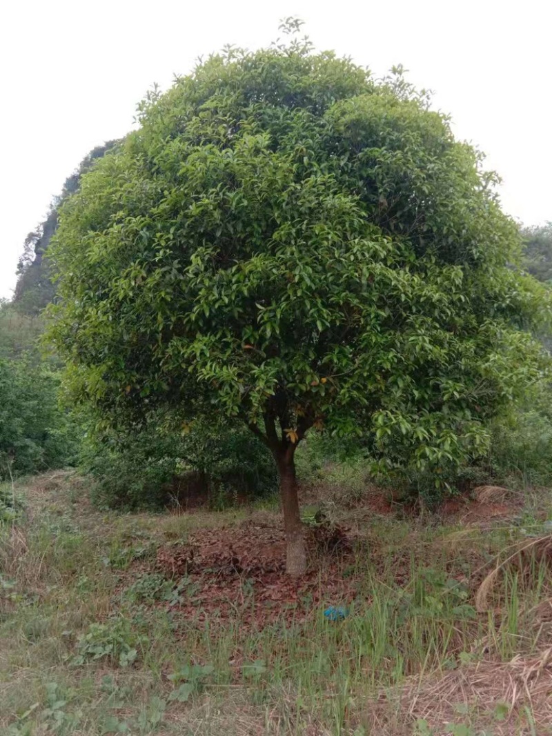 桂花精品桂花高低分支笼子苗大量有货欢迎选购