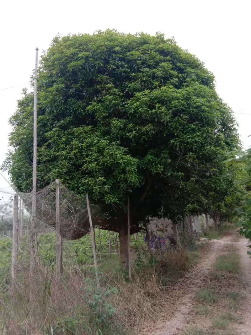 桂花精品桂花高低分支笼子苗大量有货欢迎选购