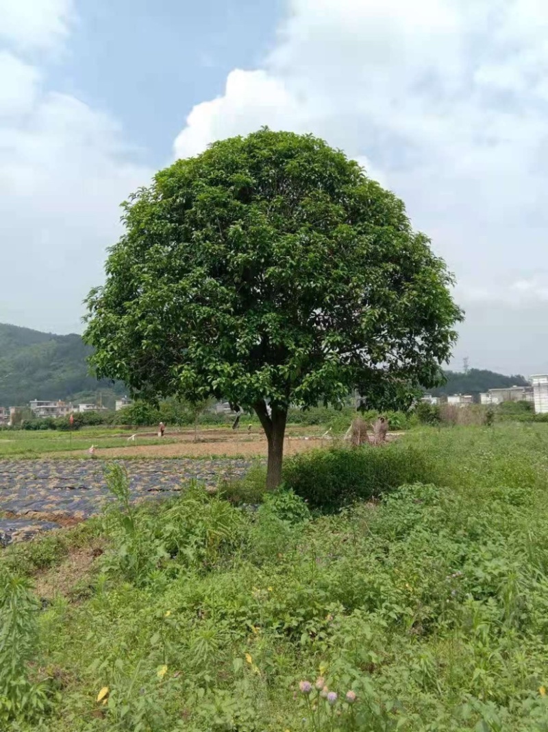 桂花精品桂花高低分支笼子苗大量有货欢迎选购