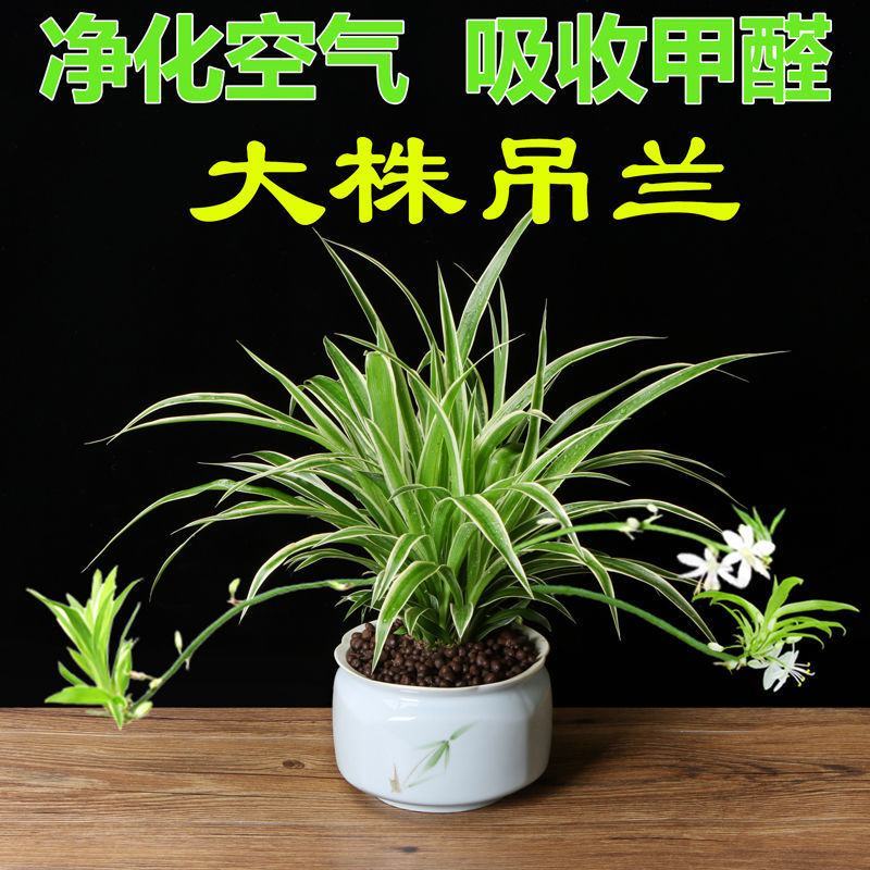 金边金心吊兰植物室内大花卉盆栽苗吸除甲醛净化空气水培好养