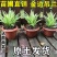 金边金心吊兰植物室内大花卉盆栽苗吸除甲醛净化空气水培好养