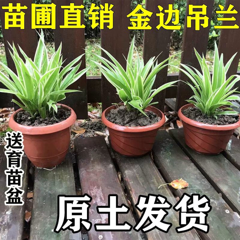 金边金心吊兰植物室内大花卉盆栽苗吸除甲醛净化空气水培好养