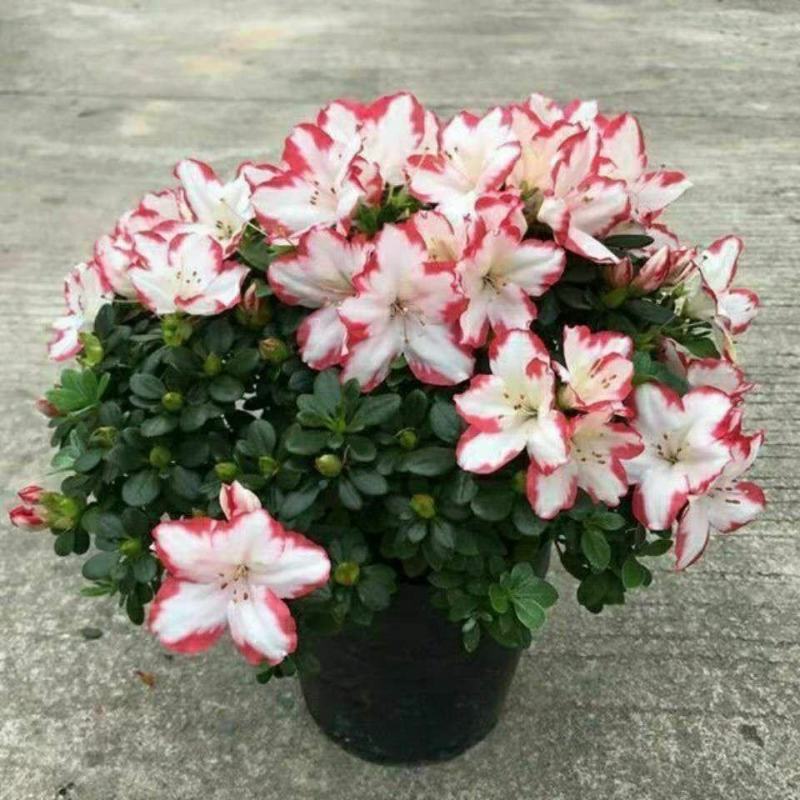 杜鹃花盆栽四季开花常青室内室外阳台花卉颜色齐全基地发货