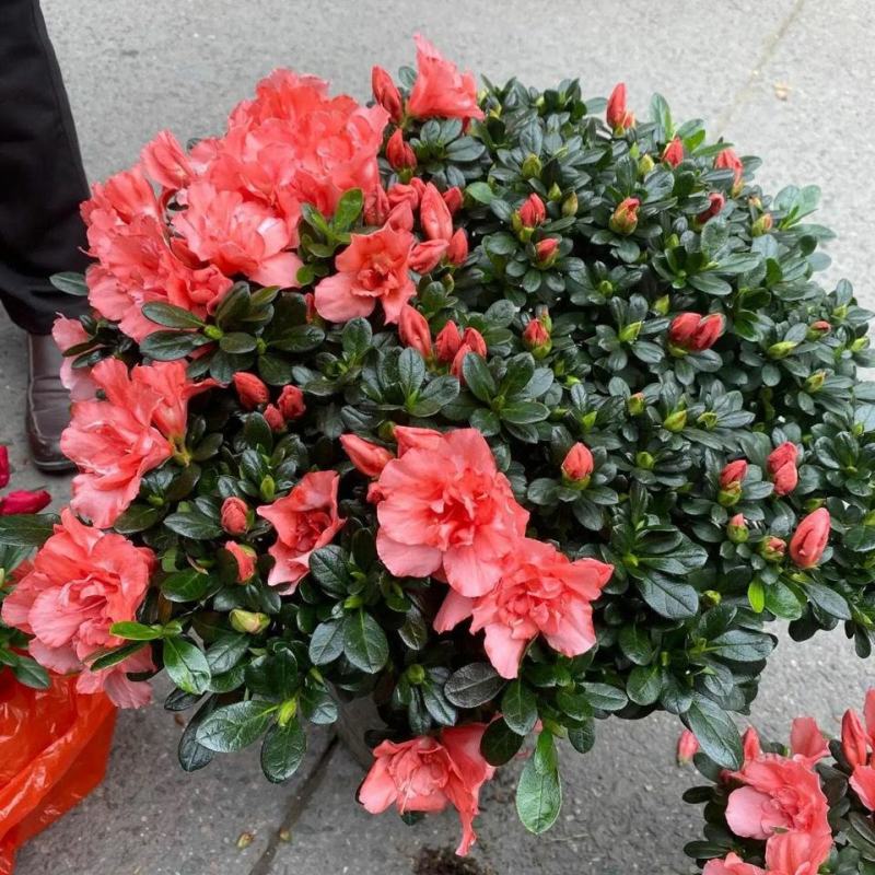 杜鹃花盆栽四季开花常青室内室外阳台花卉颜色齐全基地发货