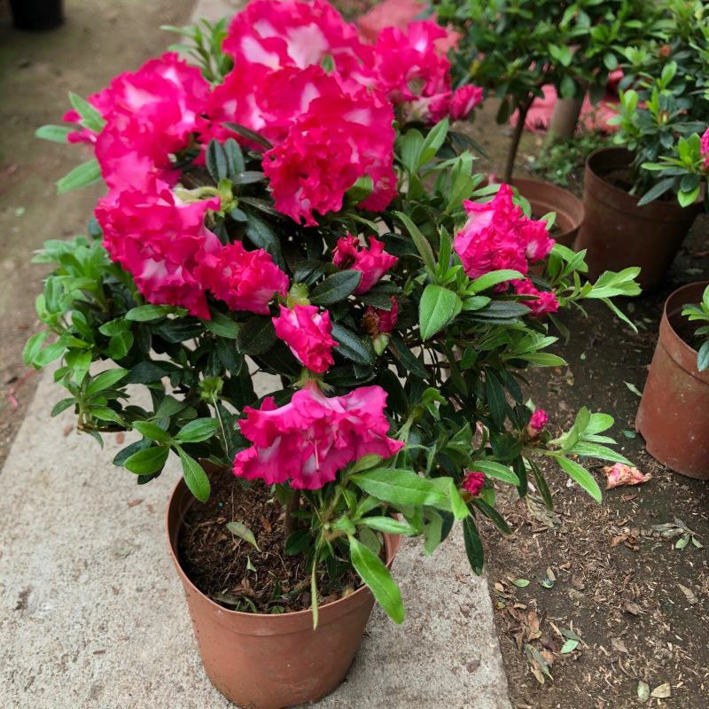 杜鹃花盆栽四季开花常青室内室外阳台花卉颜色齐全基地发货