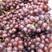 威县红宝石葡萄大量上市，欢迎广大客商前来釆购！