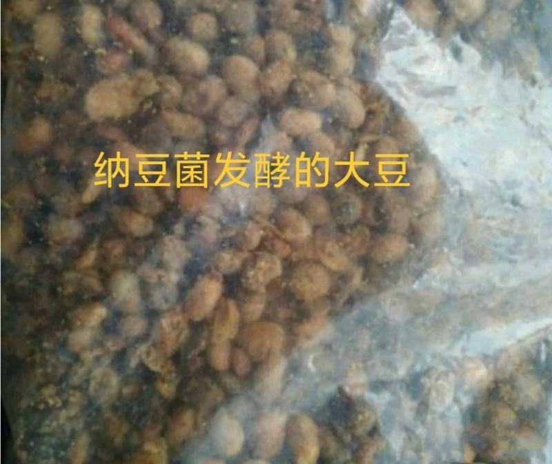 益生菌纳豆菌发酵大豆，袋装，进口非转大豆，日照港提货