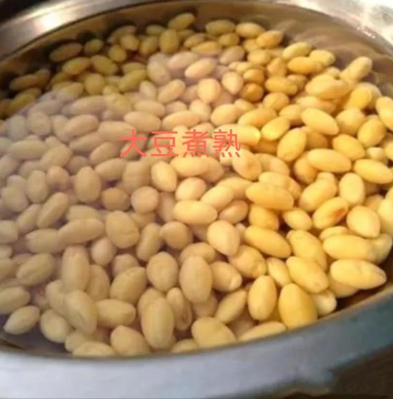 益生菌纳豆菌发酵大豆，袋装，进口非转大豆，日照港提货