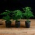 文竹盆栽绿植室内土水培植物云竹盆景带盆花卉客厅四季常青文