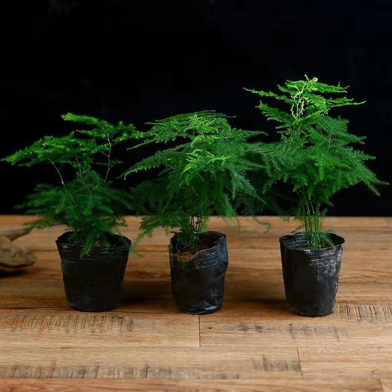 文竹盆栽绿植室内土水培植物云竹盆景带盆花卉客厅四季常青文