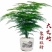 文竹盆栽绿植室内土水培植物云竹盆景带盆花卉客厅四季常青文