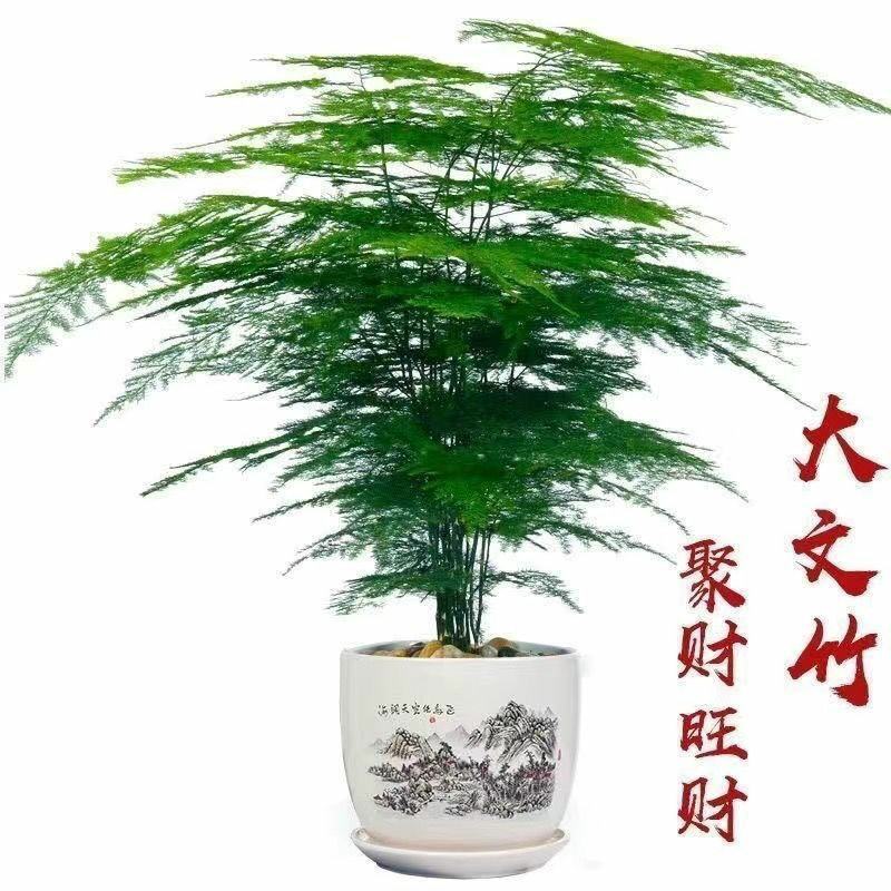 文竹盆栽绿植室内土水培植物云竹盆景带盆花卉客厅四季常青文