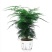 文竹盆栽绿植室内土水培植物云竹盆景带盆花卉客厅四季常青文