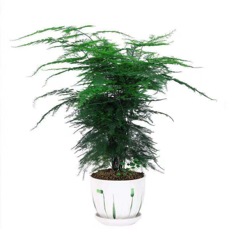 文竹盆栽绿植室内土水培植物云竹盆景带盆花卉客厅四季常青文