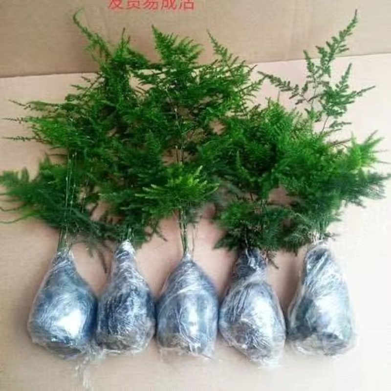 文竹盆栽绿植室内土水培植物云竹盆景带盆花卉客厅四季常青文