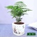 文竹盆栽绿植室内土水培植物云竹盆景带盆花卉客厅四季常青文