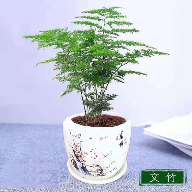 文竹盆栽绿植室内土水培植物云竹盆景带盆花卉客厅四季常青文