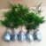 文竹盆栽绿植室内土水培植物云竹盆景带盆花卉客厅四季常青文