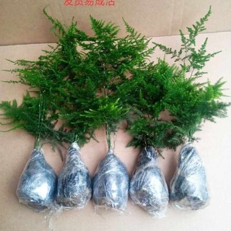 文竹盆栽绿植室内土水培植物云竹盆景带盆花卉客厅四季常青文