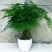 文竹盆栽绿植室内土水培植物云竹盆景带盆花卉客厅四季常青文