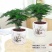 文竹盆栽绿植室内土水培植物云竹盆景带盆花卉客厅四季常青文