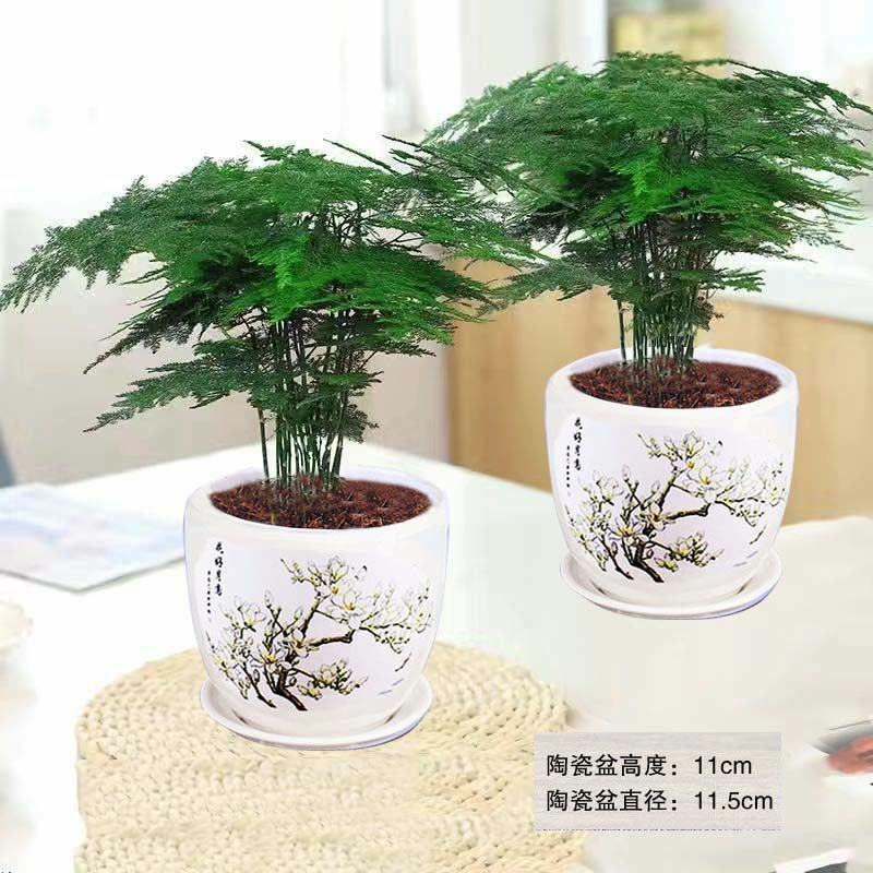 文竹盆栽绿植室内土水培植物云竹盆景带盆花卉客厅四季常青文