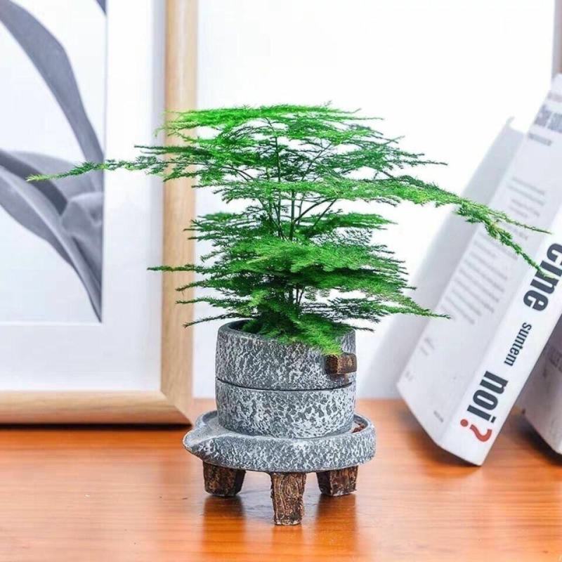 文竹盆栽绿植室内土水培植物云竹盆景带盆花卉客厅四季常青文
