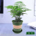 文竹盆栽绿植室内土水培植物云竹盆景带盆花卉客厅四季常青文
